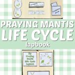 Top of image shows completed praying mantis life cycle lapbook open and another image of the front of the closed lapbook on a light green and white plaid background. White text on a light green background in the middle states Praying Mantis Life Cycle Lapbook.