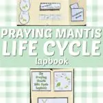 Top of image shows completed praying mantis life cycle lapbook open and another image of the front of the closed lapbook on a light green and white plaid background. White text on a light green background in the middle states Praying Mantis Life Cycle Lapbook.