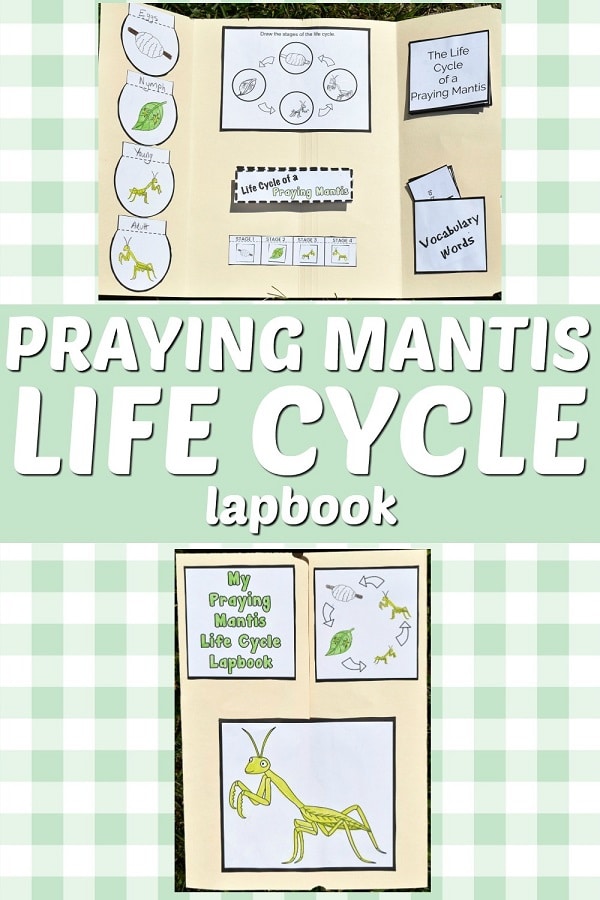 Top of image shows completed praying mantis life cycle lapbook open and another image of the front of the closed lapbook on a light green and white plaid background. White text on a light green background in the middle states Praying Mantis Life Cycle Lapbook.