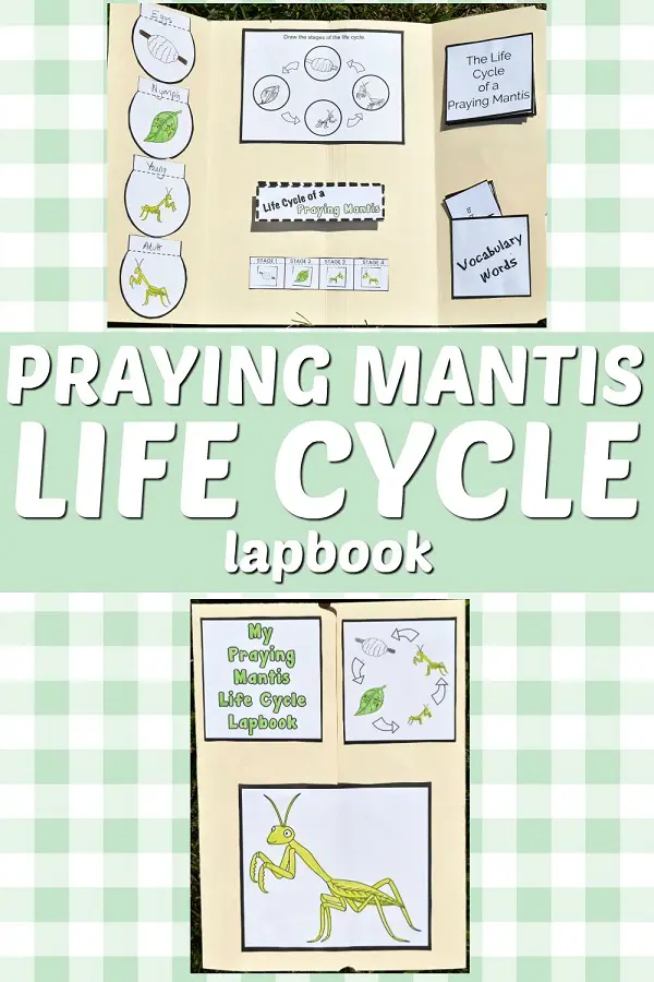 Top of image shows completed praying mantis life cycle lapbook open and another image of the front of the closed lapbook on a light green and white plaid background. White text on a light green background in the middle states Praying Mantis Life Cycle Lapbook.