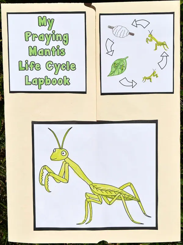 Manila file folder folded to create a lapbook. Front of it has My Praying Mantis Life Cycle Lapbook colored in and glued to top left. Top right has colored in life cycle images. Lower center has large colored in picture of a praying mantis.