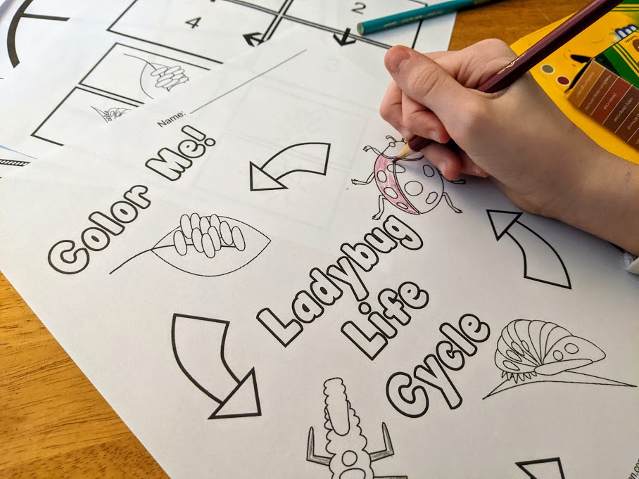 White girl's hand holding colored pencil while coloring in ladybug on printable page.