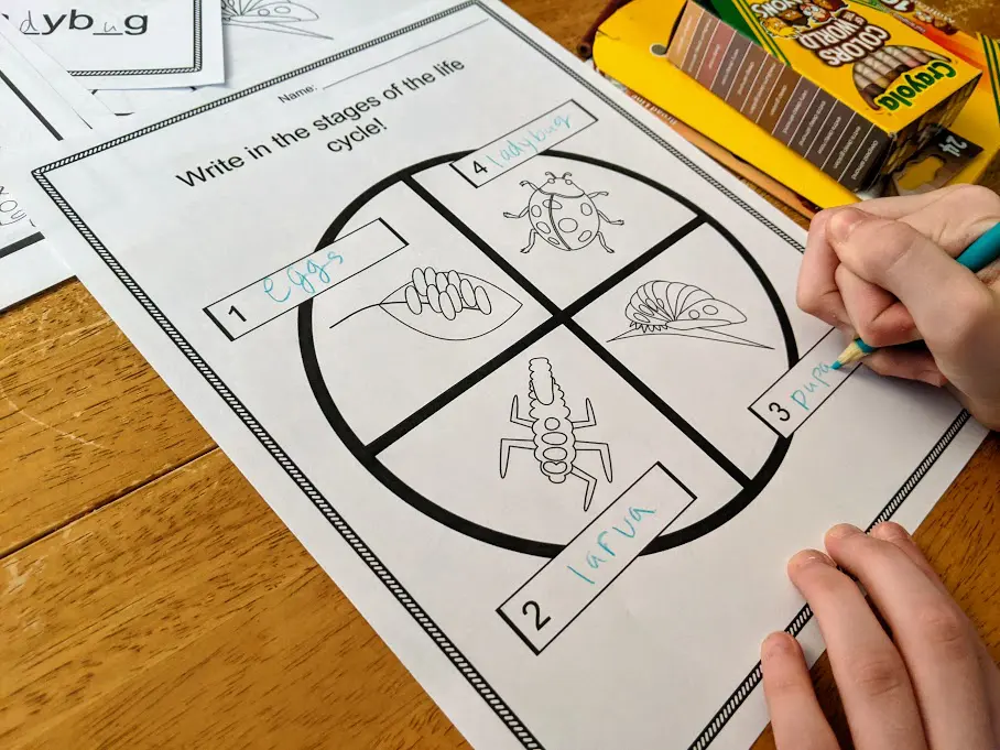 White child's hands shown holding worksheet in place while using a colored pencil to write in life cycle stages of ladybugs.