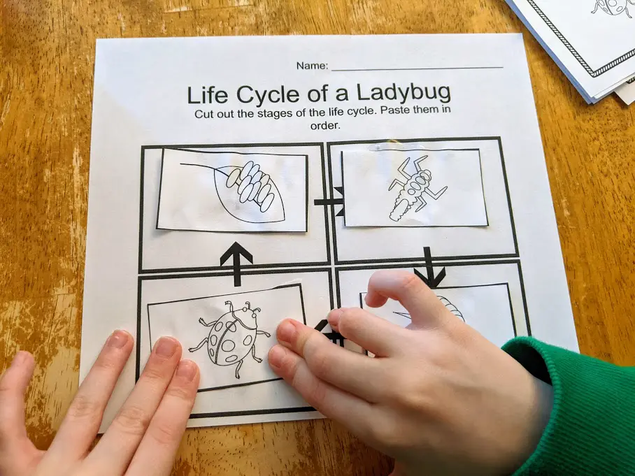 White child's hands gluing ladybug life cycle stages in order on cut and paste worksheet.