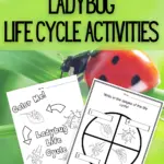 Black text on green background at top reads: Printable Ladybug Life Cycle Activities. Preview of two of the printable worksheets on a ladybug crawling on grass in background.