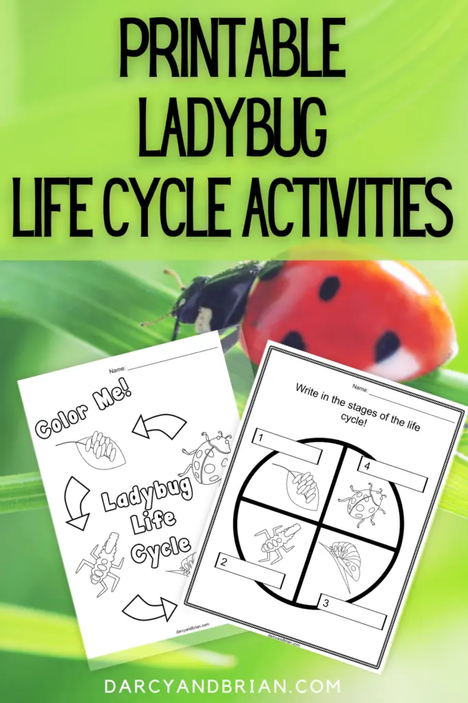 ladybug-match-worksheet-kindergarten-worksheets-ladybugs-preschool