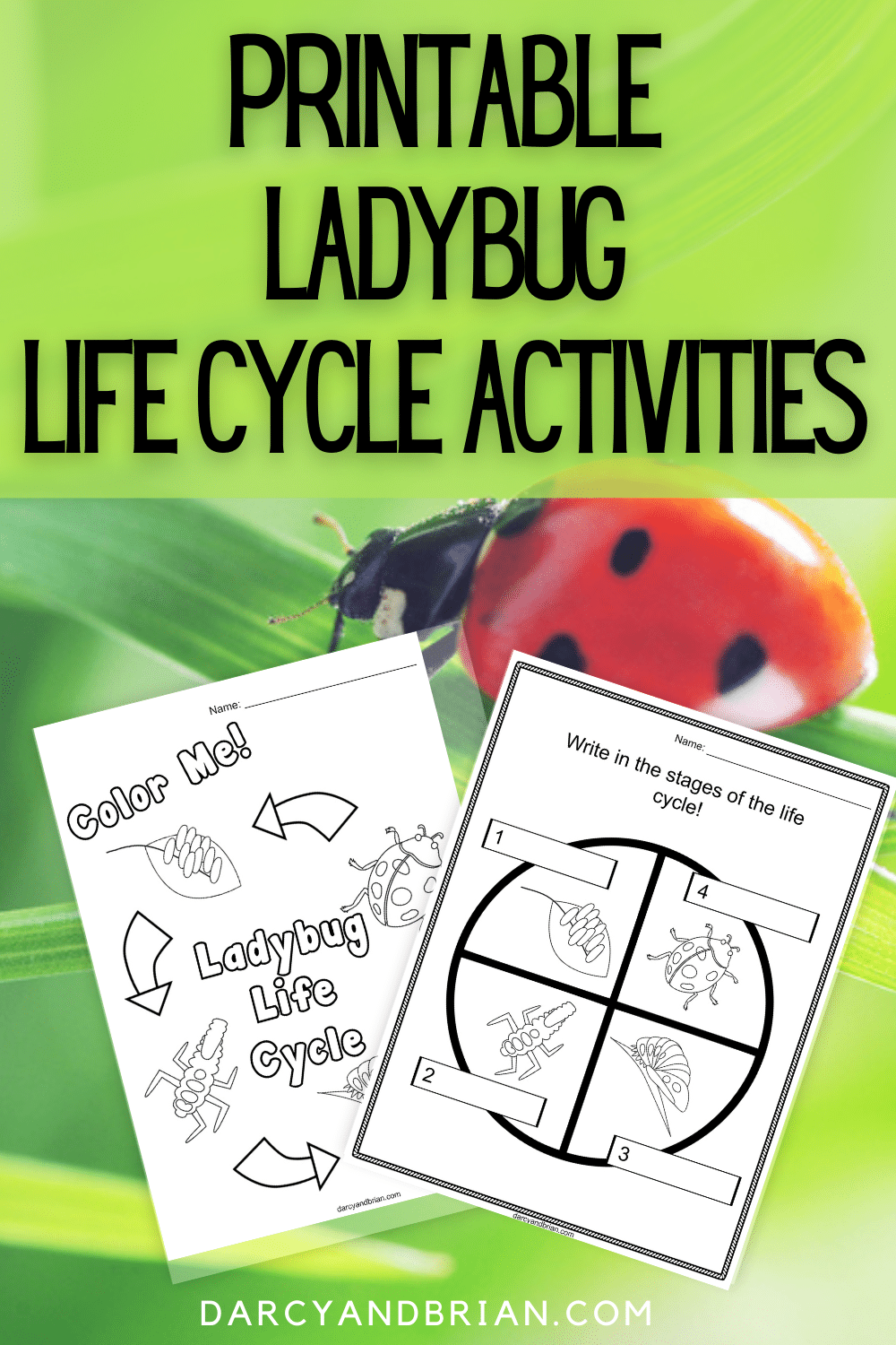Black text on green background at top reads: Printable Ladybug Life Cycle Activities. Preview of two of the printable worksheets on a ladybug crawling on grass in background.