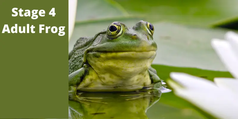 White text on dark green on left side reads Stage 4 Adult Frog next to picture of green and yellow adult frog laying on a lily pad in the water.
