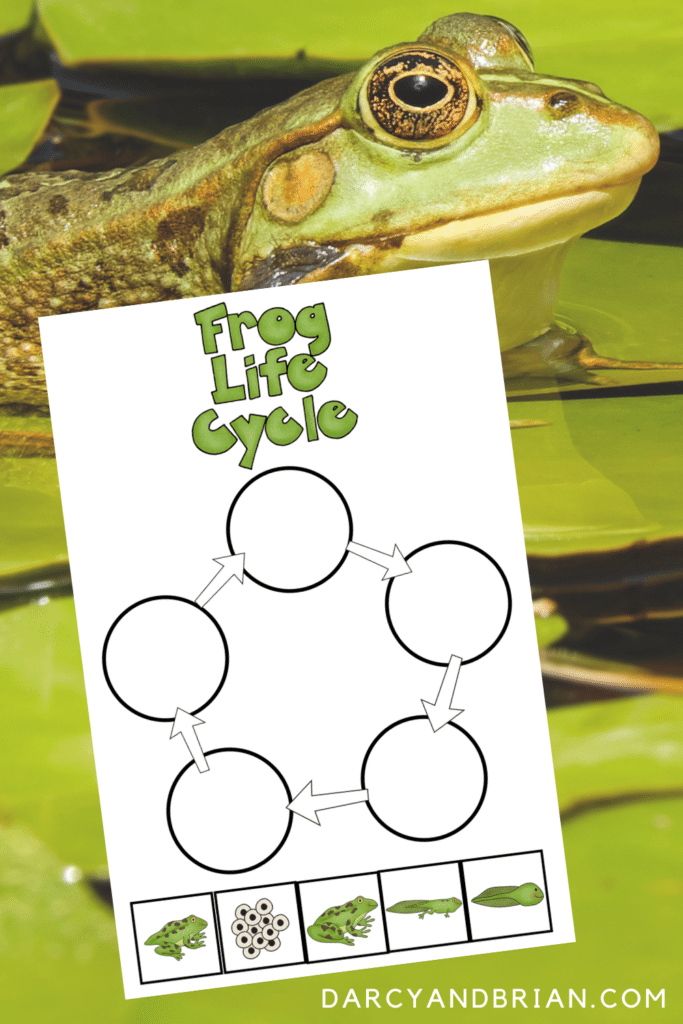 Frog life cycle worksheet printable preview with the side view of a frog on lily pads in the background.