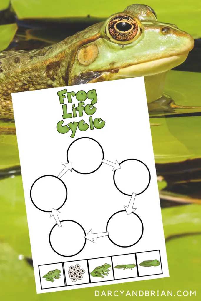 Frog life cycle worksheet printable preview with the side view of a frog on lily pads in the background.