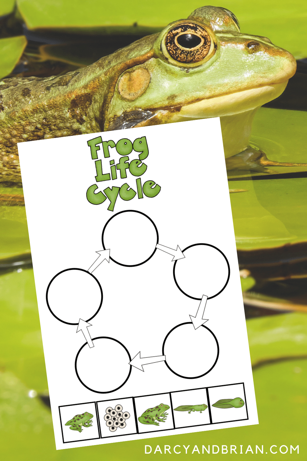 Frog Life Cycle Printable and Activities For Hands-on Science Lessons With Regard To Frogs Life Cycle Worksheet