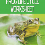 White text on dark green reads Printable Frog Life Cycle Worksheet. Below text is an image of a green adult frog on a lily pad in water.