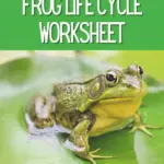 White text on dark green reads Printable Frog Life Cycle Worksheet. Below text is an image of a green adult frog on a lily pad in water.