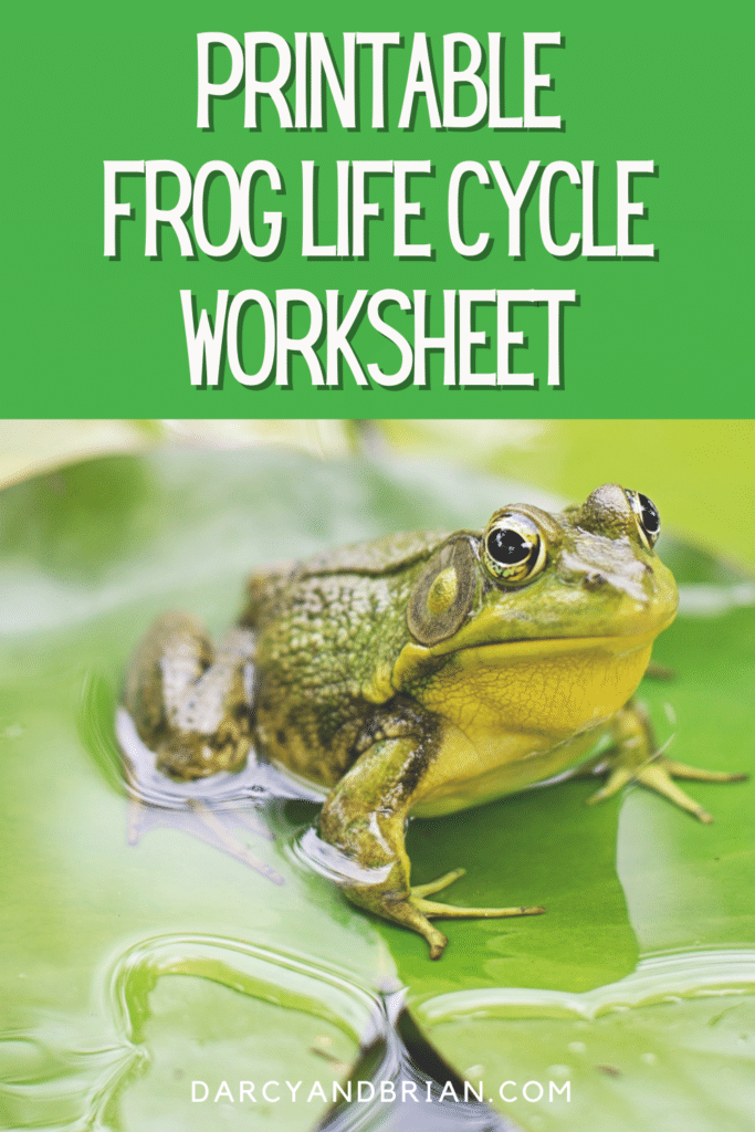 White text on dark green reads Printable Frog Life Cycle Worksheet. Below text is an image of a green adult frog on a lily pad in water.