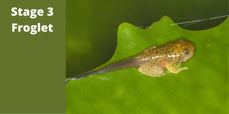 White text on dark green on left says Stage 3 Froglet next to image of tiny froglet with four legs and long skinny tail on a green leaf.