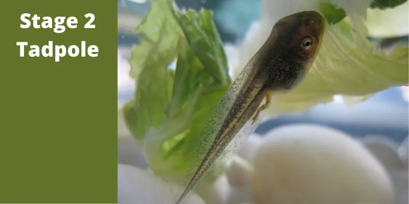 White text on dark green on left side says Stage 2 Tadpole next to an image of a tadpole swimming around plants. Small back legs beginning to form and head getting more defined.