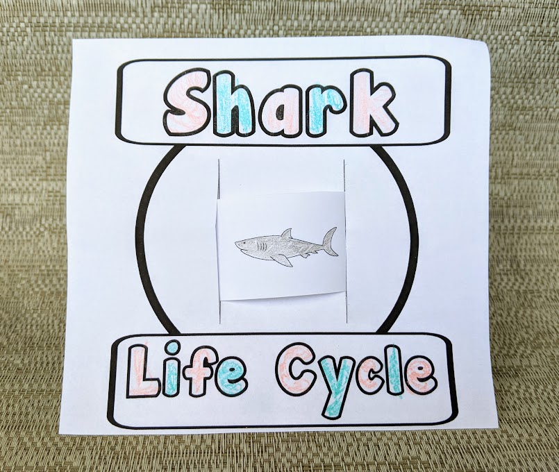 Shark life cycle activity cut out and assembled to slide through center. Sharks are colored gray and the works are colored in with pink and blue crayons.