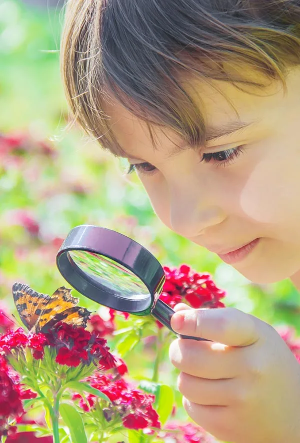 White child with short brown hair using magnifying glass to look at butterfly on flowers outside.