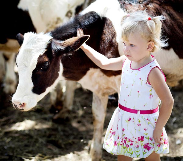 Black and white calf standing next to young white girl with blonde pigtails and wearing a white dress with flowers. The girl's right hand is placed on the calf. She has a serious look on her face.