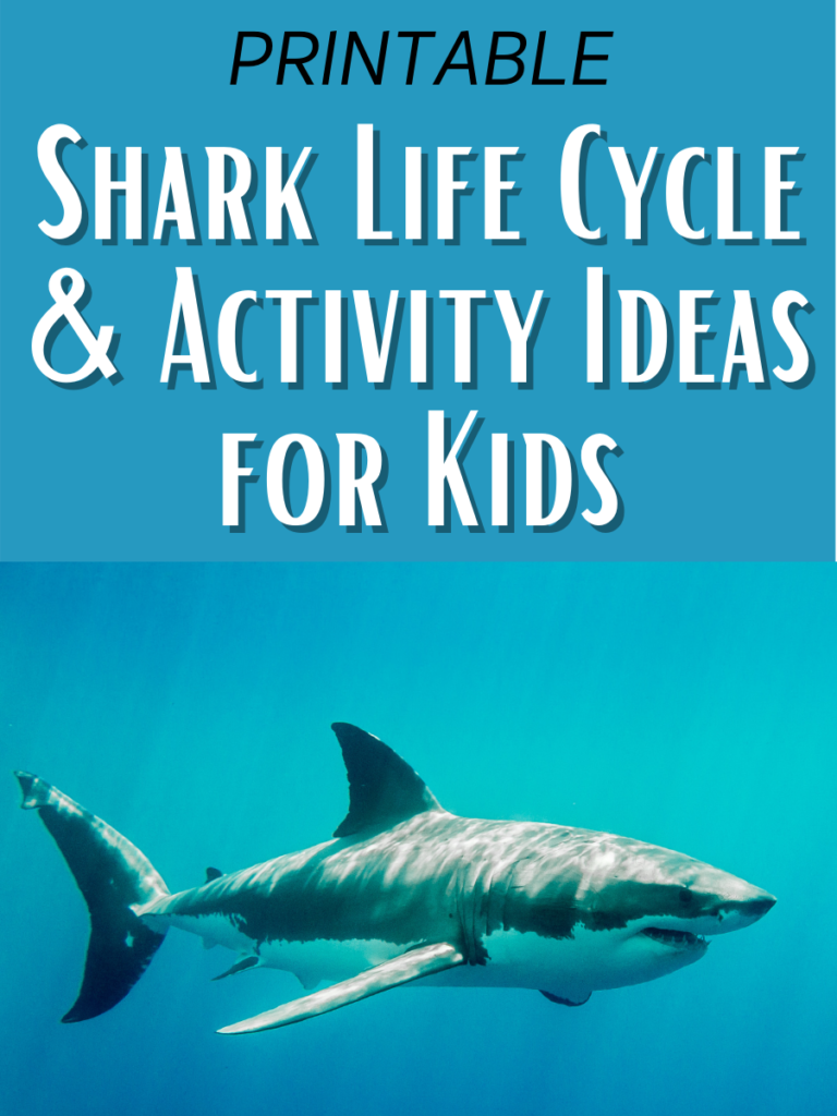 Black text at top says Printable. White text outlined in black on a blue background says Shark Life Cycle & Activity Ideas for Kids. Bottom half of image shows the side view of a shark swimming in water.
