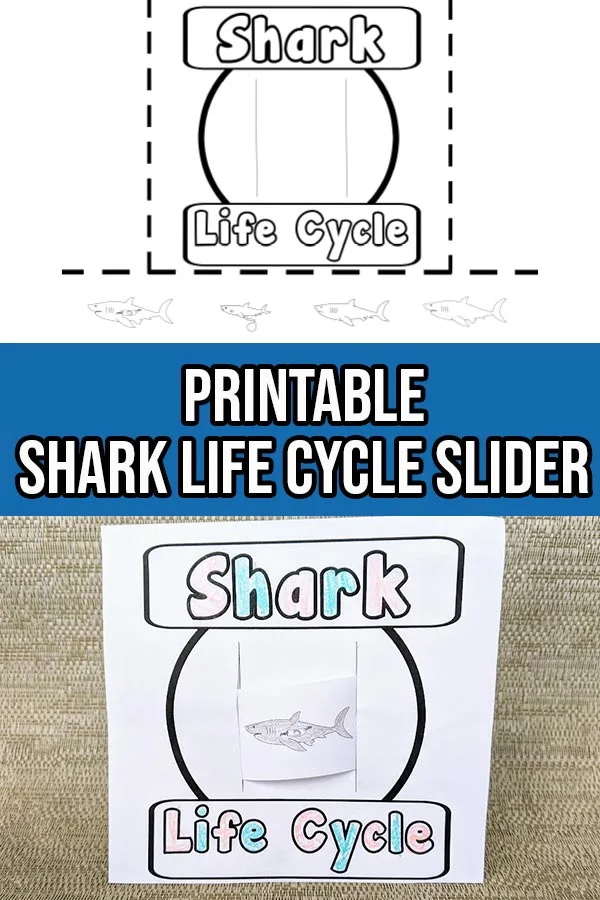 Black and white shark life cycle printable page at top and bottom half shows what it looks like when cut out, colored in and assembled. Middle between both images is a dark blue rectangle with white text that says Printable Shark Life Cycle Slider.