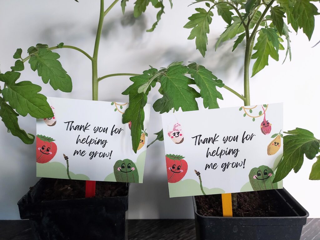 Close up view of two small tomato plants sitting side by side on the counter. Each plant has a thank you gift tag attached to a popsicle stick in it.
