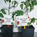 Two small cherry tomato plants sitting side by side on counter. Popsicle stick with gift tag that says Thank you for helping me grow! sticks out of the pots.