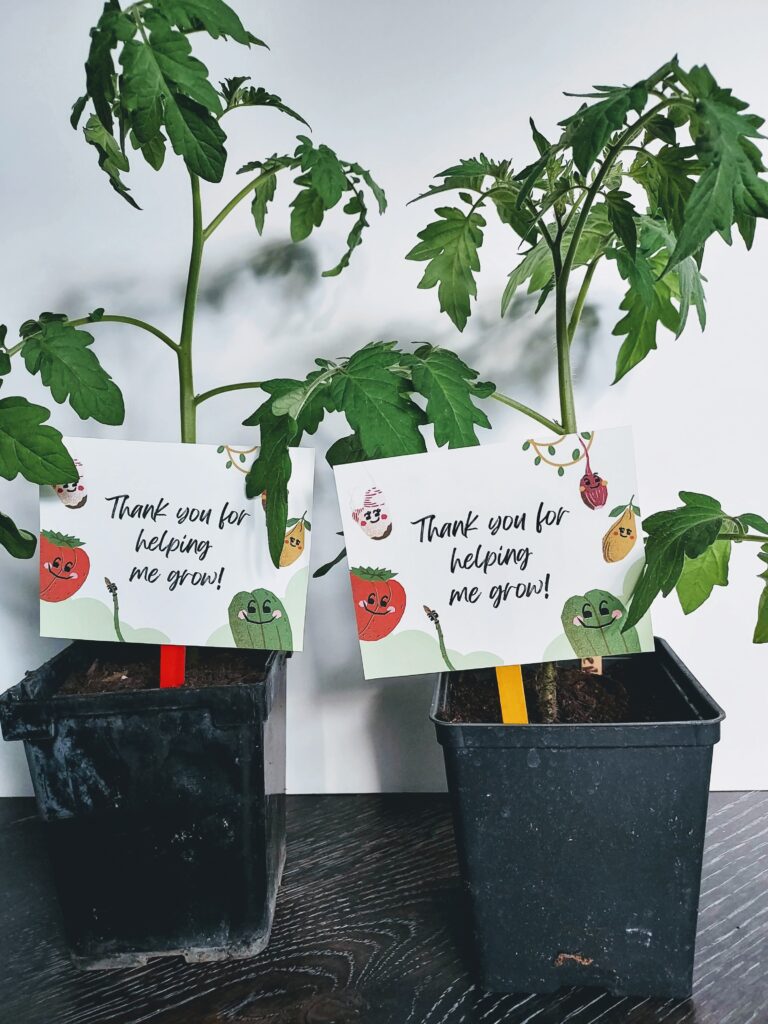Two small cherry tomato plants sitting side by side on counter. Popsicle stick with gift tag that says Thank you for helping me grow! sticks out of the pots.