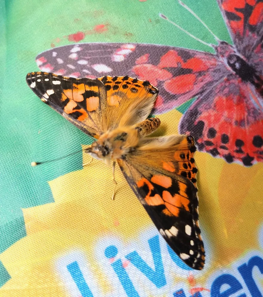 Close view of an orange and black butterfly with its wings open and sitting on the bottom of a netted butterfly garden kit before being released outside.
