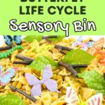 Black and white text on bright light green background says butterfly life cycle sensory bin. Underneath that is a close up view of toy butterflies and fake leaves and sticks mixed in with dry pasta and rice.