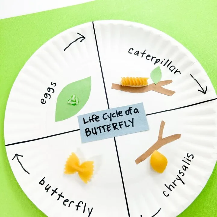 Large paper plate with four quadrants, each labeled with one of the life stages of a butterfly. Each stage also has paper and/or pasta glue to it to visually illustrate the life cycle.