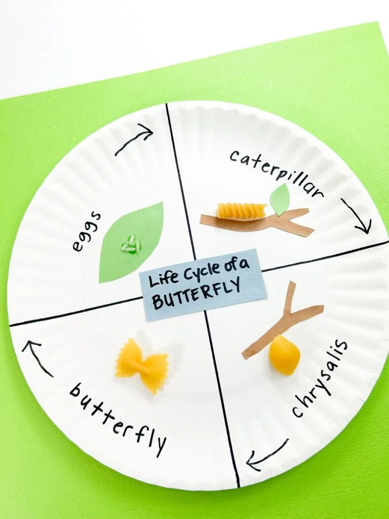 Large paper plate with four quadrants, each labeled with one of the life stages of a butterfly. Each stage also has paper and/or pasta glue to it to visually illustrate the life cycle.