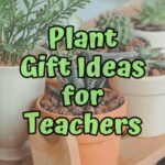 Green text in the center says Plant Gift Ideas for Teachers over a background with several potted indoor plants.