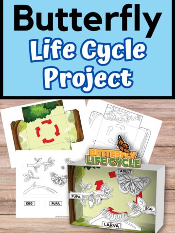 Butterfly Life Cycle Coloring Sheet Printable for Preschool Learning